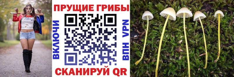 сайты даркнета какой сайт  где купить наркоту  Рыльск  Псилоцибиновые грибы Psilocybe 